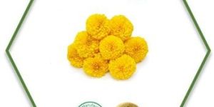 Tagetes Essential Oil