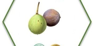 Tamanu Seed Carrier Oil