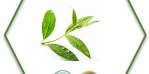 Tea Tree Essential Oil