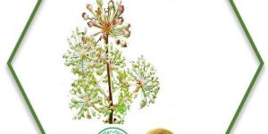 Valerian Root Oil