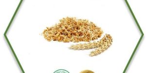 Wheat Germ Oil