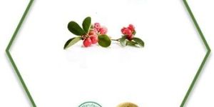 Wintergreen Essential Oil