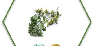 Wormwood Essential Oil