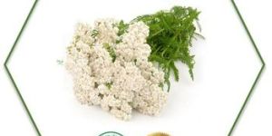 Yarrow Essential Oil