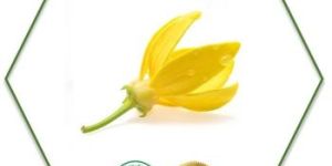 Ylnag Ylang Flower Oil