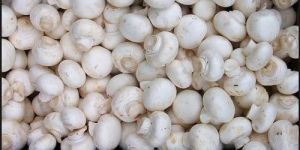 Fresh Button Mushroom Spawn