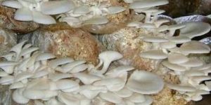 Fresh Oyster Mushroom Spawn