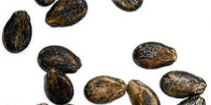 Hybrid Watermelon Seeds