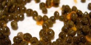 Natural Papaya Seeds