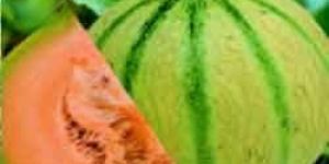 Orange Muskmelon Seeds