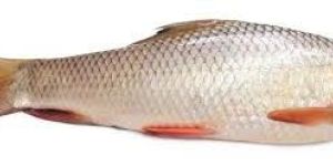 Rohu Fish