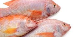 Tilapia Fish