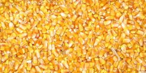 Food Grade Corn Seeds