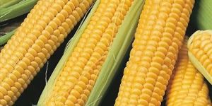 Fresh Corn Seeds