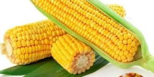 Fresh Yellow Corn Seeds