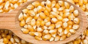 Loose Corn Seeds