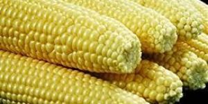 Natural Yellow Corn Seeds