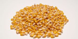 Yellow Corn Grain