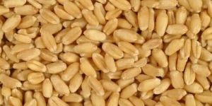 Wheat