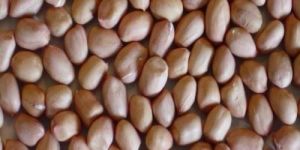Ground Nut