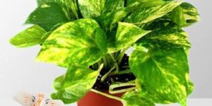 Rolling Nature Auspicious Ganesha and Money Plant in Brown Pot