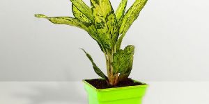 Rolling Nature Chinese Evergreen Aglonema in Green Square Pot