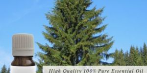Spruce Essential Oil