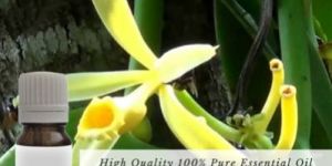 Vanilla Essential Oil