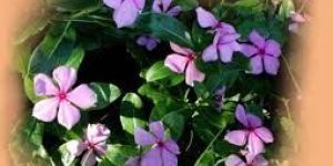 Raubasine CP (Madagascar Periwinkle)