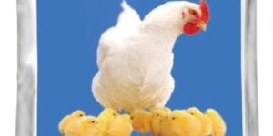 QUALIMIN-B - Broiler Pre Mix