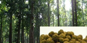 Teak Seeds