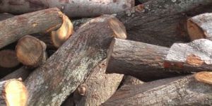 Neem Wood , Vembu  Wood