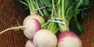 Fresh Turnip