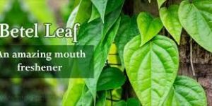 Betel Leaf