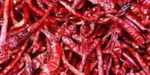 Semi Wrinkled Dry Red Chilli