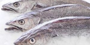 Frozen Merluccius Capensis Fish