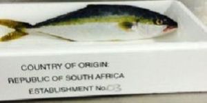 Fresh Yellowtail Fish