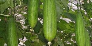 Fresh Ridge Gourd
