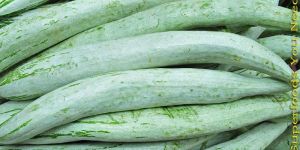 Fresh Snake Gourd