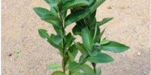 Amrapali Mango Plant