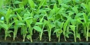 Banana Tissue Culture Plant