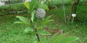 Custard Apple Plants