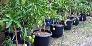 Mango Plant