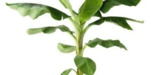 Nursery Banana Plant