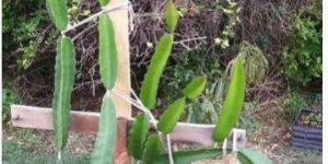 Red Dragon Fruit Plant