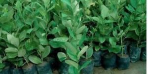 Seedless Lemon Plant