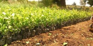 Thai Apple Ber Plant