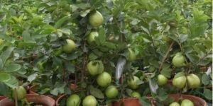Thai Guava Plant