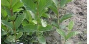 VNR Guava Plant
