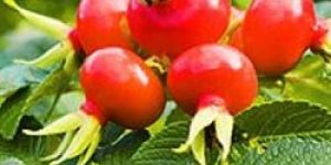 Rose Hip Oil